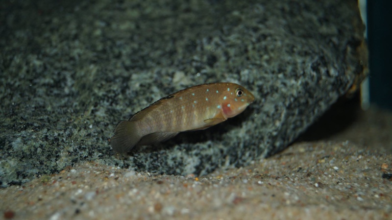 Tanganicodus irsacae 'Katonga'